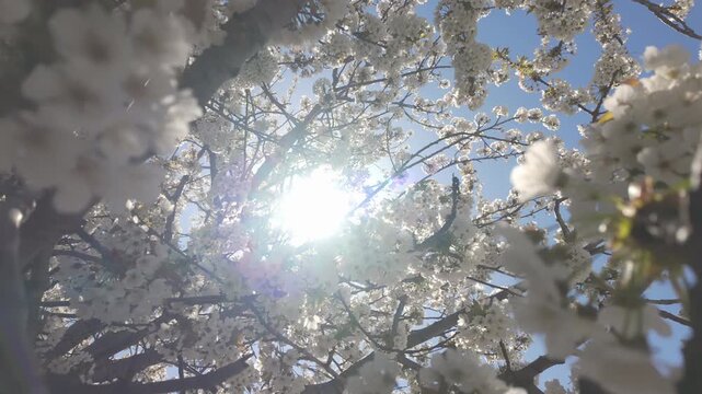Camera moves upward to crown between branches in white flower inflorescences on blooming Wild Cherry Tree (Prunus avium) against blue sky background in backlit by bright sun, bottom view