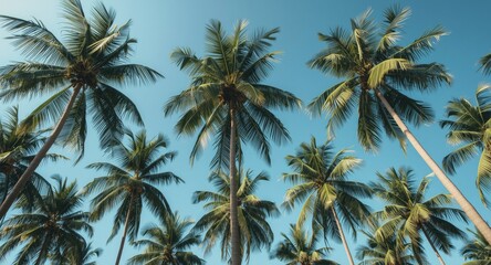 Obraz premium Generative AI creation of tropical palm trees under a bright clear sky