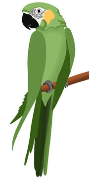Green Parrot Sitting on Branch Tropical Bird Cartoon Illustration