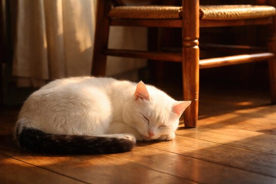 Peaceful white cat with a black tail sleeping beside a wooden chair in warm morning light