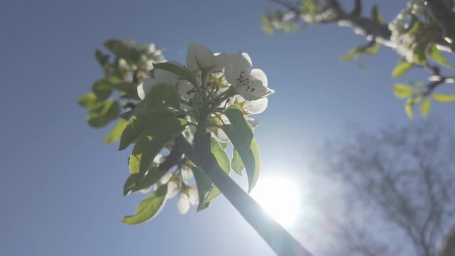 Bottom view of white flowers on blooming Common pear, Pyrus communis against spring blue sky and bright sun, backlit, сlose-up