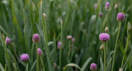 Fototapeta premium Purple chive blossoms blooming amid green leafy stems