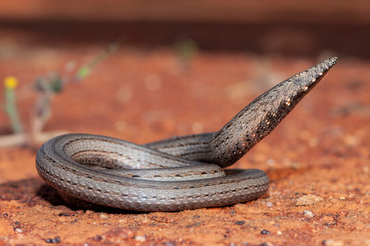 Australian Burton's Legless Lizard with in red soil habitat