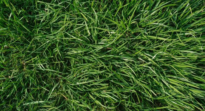 Proactive Lawn Maintenance to Combat Unwanted Crab Grass