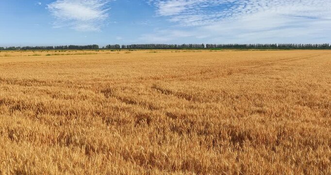 Golden ripe wheat field under a clear blue sky during harvest season