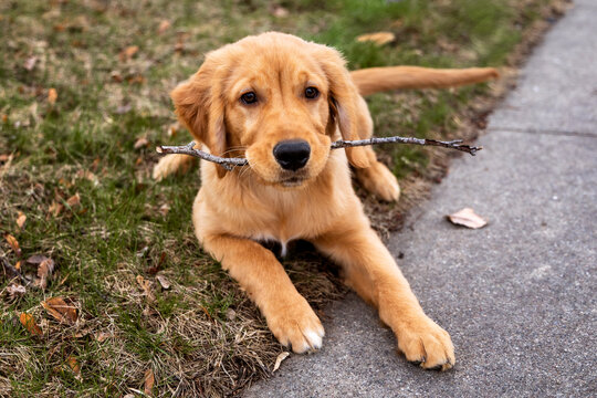 Female Golden Retriever Puppy Laying on Grass and Sidewalk Holding Small Stick in Her Mouth