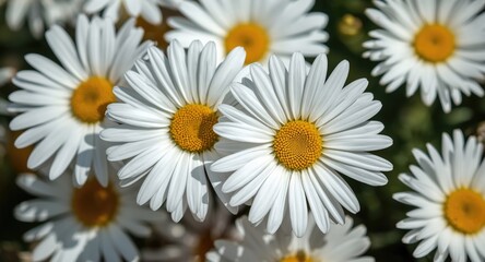 Fototapeta premium Intimate macro view of garden daisies with bright white petals