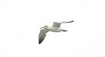 Obraz premium White backdrop highlighting an albatross gliding over the water