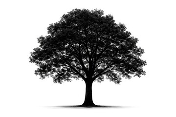 Obraz premium Single isolated tree silhouette on a plain white backdrop
