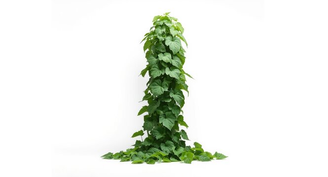 White studio background displaying Momordica charantia climbing plant