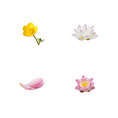 Naklejka premium Four lotus flowers isolated on transparent background yellow white pink and purple