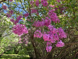 Obraz premium Blossoming Lilac tree Syringa vulgaris in the spring park.