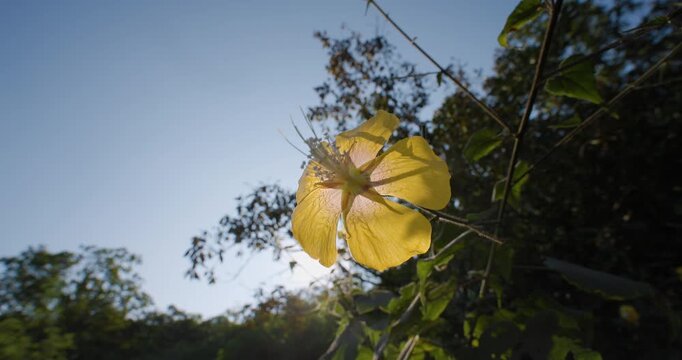 Backlit Persian Mallow flower glowing in the Western Ghats sun with a warm cinematic flare. Flowering Maple
