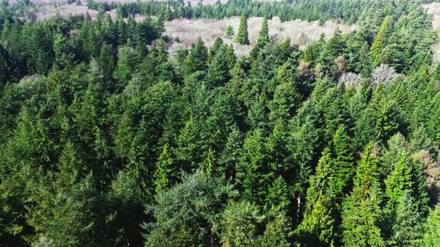 The New Forest National Park in southern England is an ancient landscape of heathland, forest, and coastline. Established by William the Conqueror in 1079 as a royal hunting ground.