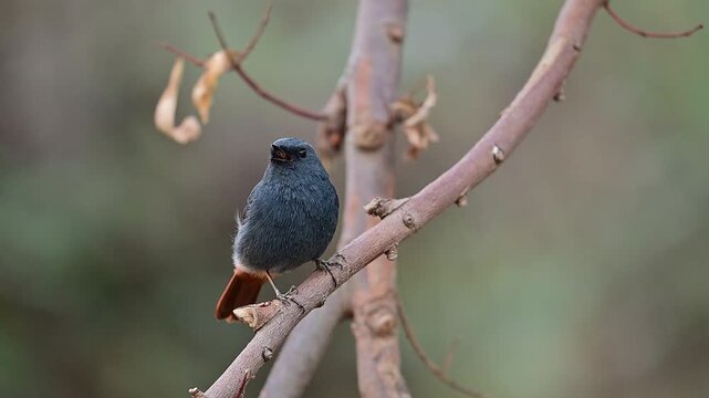 Observation of the Plumbeous Water Redstart&rsquo;s small, dark beak and large eyes, specialized for spotting insects in low-light forest environments.