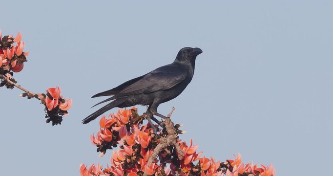 Rare: Jungle Crow sips nectar from Flame of the Forest blooms, showing unique food adaptability. and flying off