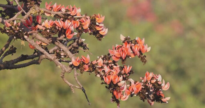 Flame of the Forest branch in bloom; orange bokeh of distant flowering trees in the background.