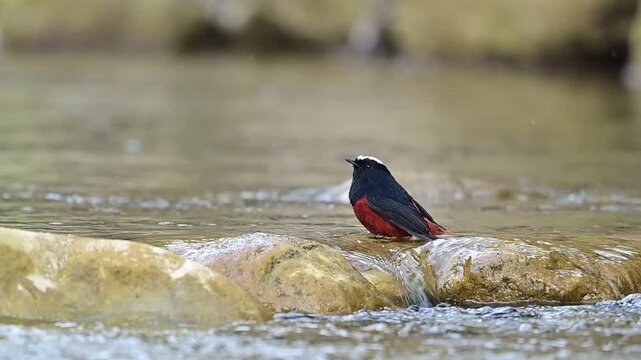 A stunning male White-capped Water Redstart is captured in high detail as it vigorously bathes in the cool, clear water of a mountain stream.