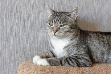 Tabby Cat Relaxing indoors. © Aiva