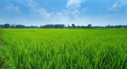 Fototapeta premium Mature rice growth within a sustainable agricultural landscape rich in biodiversity