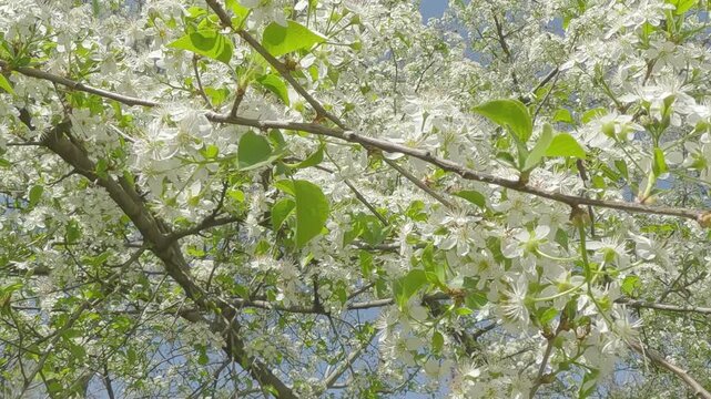 Flowering Mahaleb cherry trees, Prunus mahaleb, around flying bees collecting nectar and pollen from plants in white flowers cherry blossom, moving forward between branches