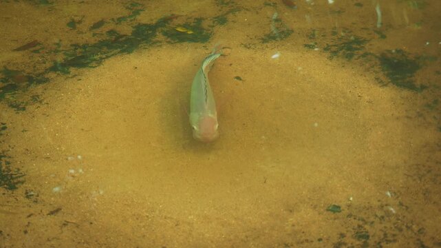 Big wild fish and fish nest 