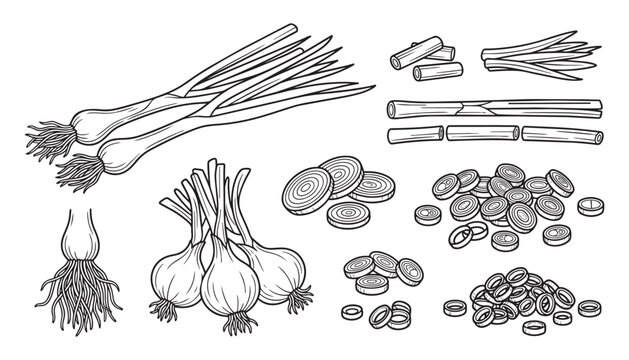 Green onion vector illustration of organic scallion and leek bunch with roots for culinary design