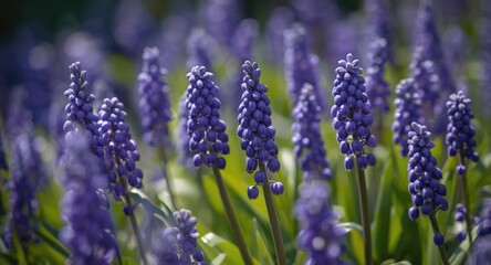 Fototapeta premium Vibrant muscari botryoides in full bloom under gentle summer sunlight with focus