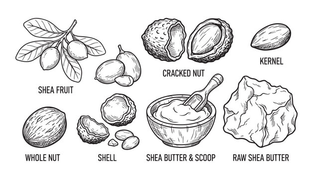 Shea butter production process vector illustration with various forms of nuts and fruit on background
