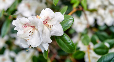 Obraz premium Garden, flowers and rhododendron in nature with aesthetic, natural beauty or sustainability outdoor. Floral, white petals and leaves with plants for ecology, decoration or bloom in spring with growth