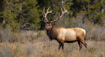 Obraz premium Wildlife scene with elk in natural surroundings