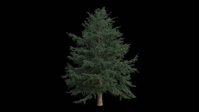 Deodar Cedar Tree Swaying in Wind Loop Animation with Alpha Channel. Wind Blows The Himalayan Cedar Tree. Cedrus Deodara Leaves Swaying Loop Animation. Tree Branches Moving in Breeze. Transparent BG