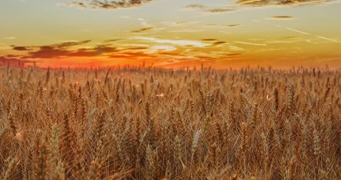 Close-up of ripe golden wheat ears in a field at sunset
