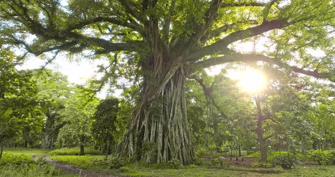 Ancient giant banyan tree with strong aerial roots creating a natural shelter, standing in a lush tropical forest on Tanna Island, Vanuatu, with sunlight breaking through the canopy. Nature landscape