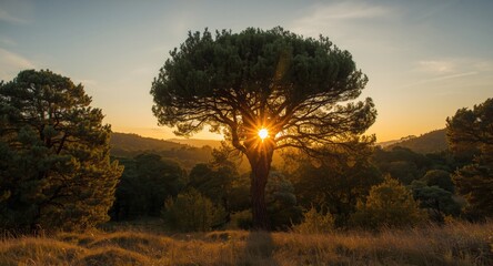 Fototapeta premium Tall tree illuminated by golden sunset in scenic Mediterranean forest