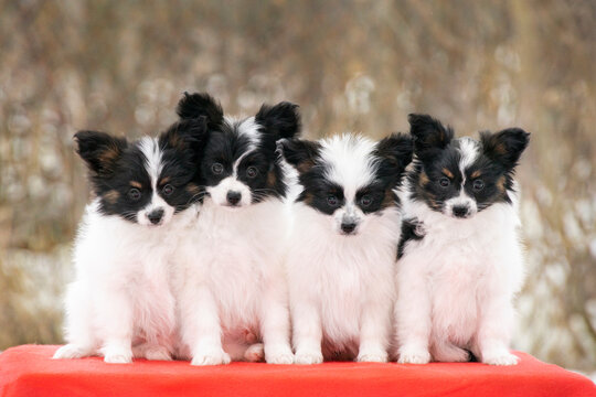 Litter of small butterfly dog puppies posing together. Purebred Continental Toy Spaniels with fluffy ears and expressive eyes.