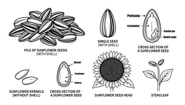 Sunflower seeds collection with cross section kernel head and plant stem vector illustration set