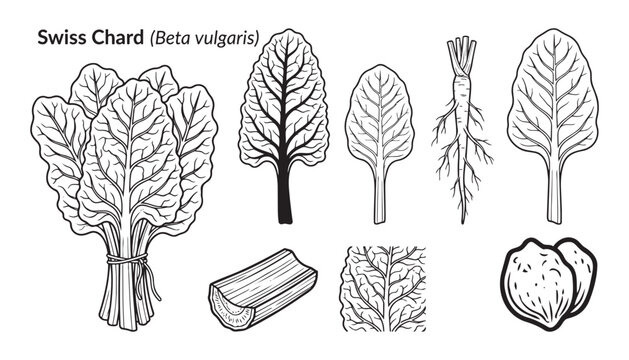 Swiss chard beta vulgaris vegetable set with leaves bundle root and stem vector illustration icon