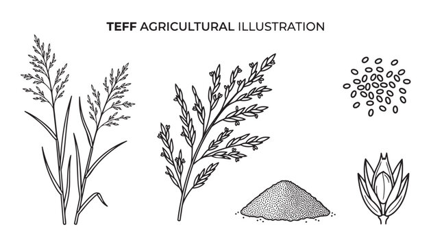 Teff agricultural illustration set with plant leaves grain pile black and white vector