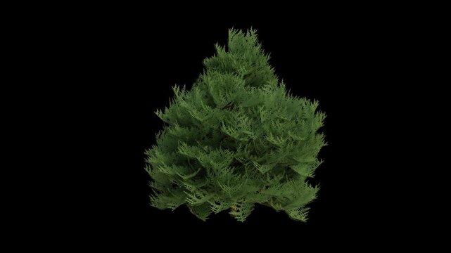 Port Orford Tree Swaying in Wind Loop Animation with Alpha Channel. Wind Blows The Chamaecyparis Lawsoniana Tree. Lawson's Cypress Tree Leaves Swaying Loop Animation. Tree Branches Moving in Breeze
