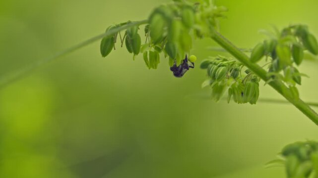 The male hemp flowers are in full bloom and are released to the female plant for fertilization.
Male hemp flowers are bred to obtain seeds.
Insects fly around and pollinate cannabis flowers.