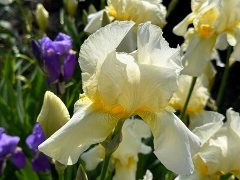 Iris germanica Bearded irises flowers.