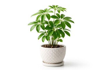 Fototapeta premium a young Schefflera plant in a decorative pot on a clean white backdrop