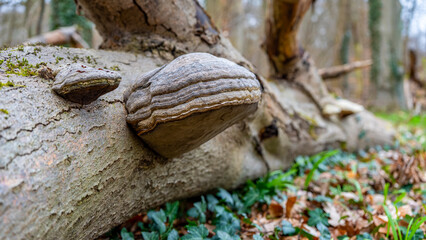 ein Baumpilz an einem abgestorbenen Baumstamm © jsr548