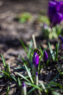 Close‑up of a bumblebee on a purple crocus