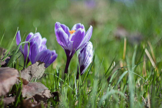 Side view of the crocus