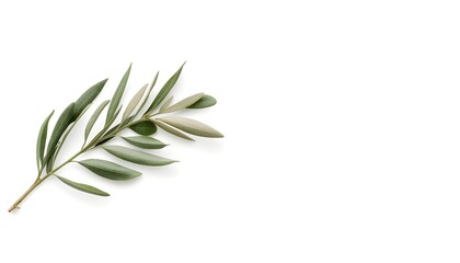 Fototapeta premium A single olive branch with green leaves on a white background