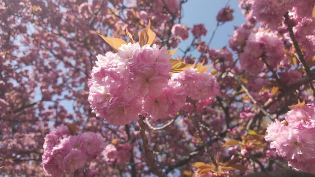 Beautiful pink flowers on cherry blossom in sunny spring day, the Japanese cherry tree, Prunus serrulata 'Kanzan has deep-pink, double flowers in full bloom