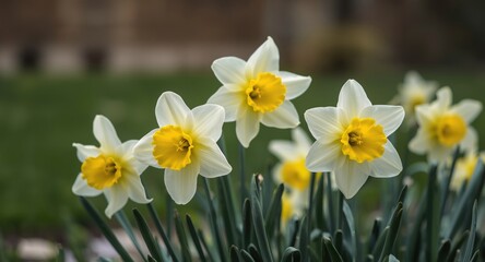 Obraz premium Elegant daffodils opening petals in a fresh spring garden