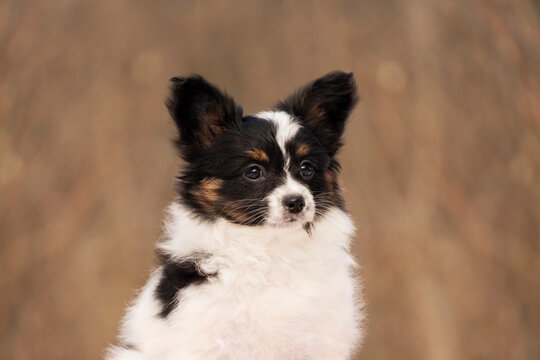 Detailed headshot of a cute Papillon puppy with distinctive black and white markings. The focus is on the expressive eyes and soft fur of the young dog